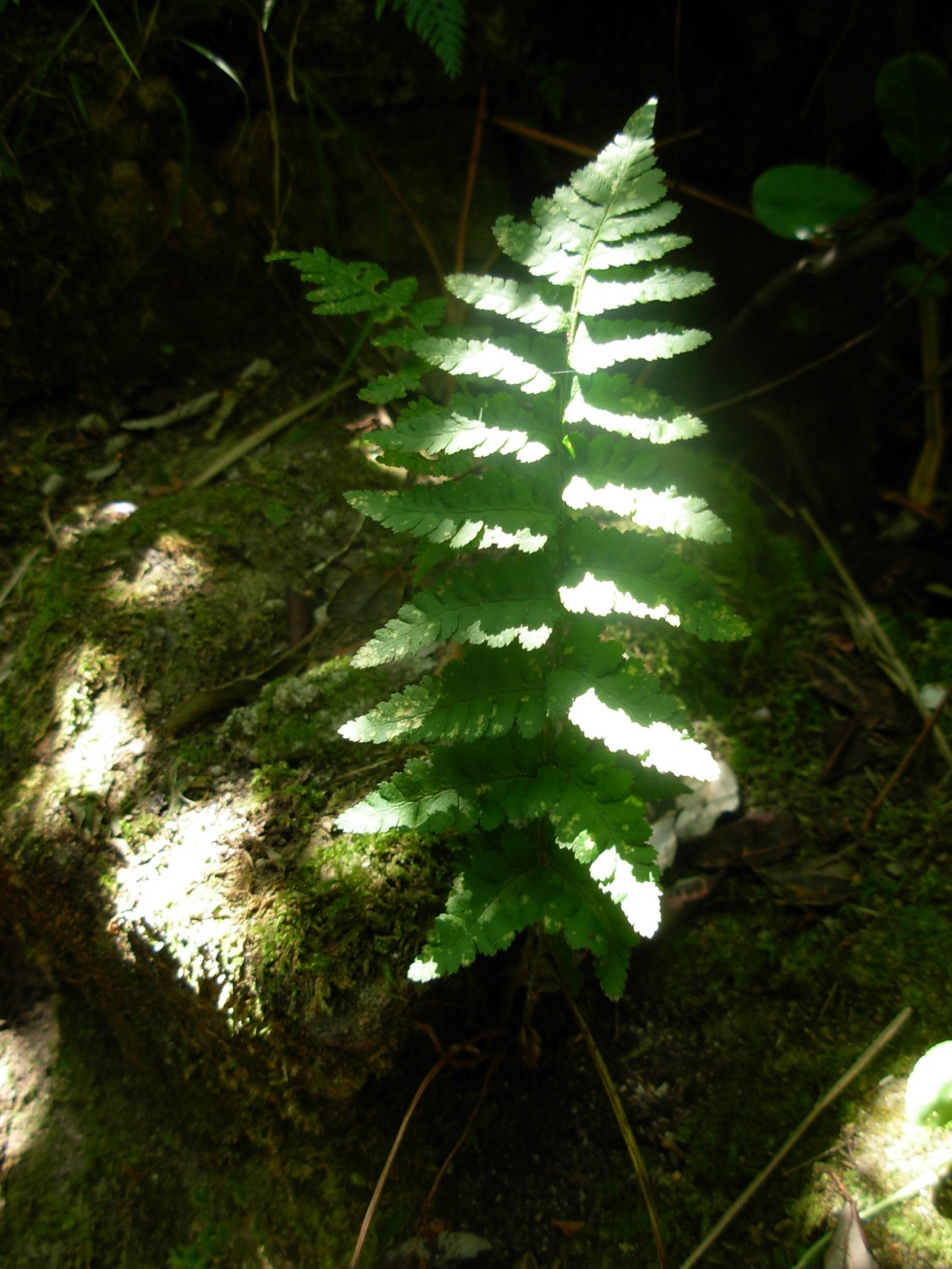 Dryopteris tyrrhena / Felce tirrenica